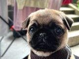 3 Aylık Erkek Pug