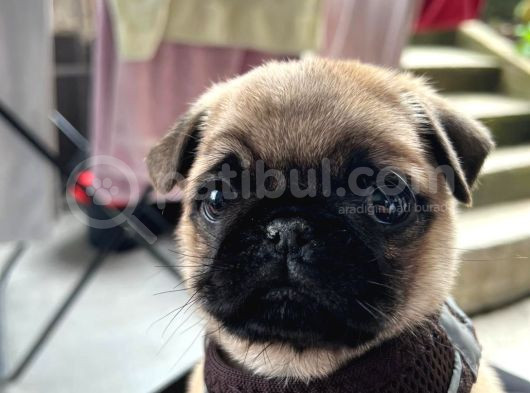 3 Aylık Erkek Pug