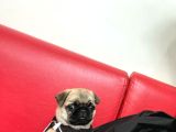 3 Aylık Erkek Pug