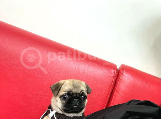3 Aylık Erkek Pug görsel