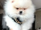 Ayı Sürat  Safkan Pomeranian Boo