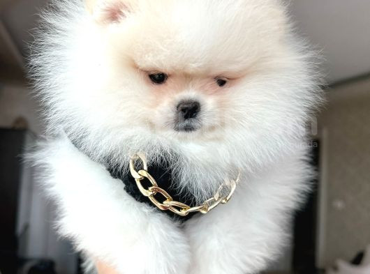 Ayı Sürat  Safkan Pomeranian Boo görsel
