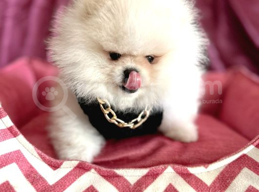 Ayı Sürat  Safkan Pomeranian Boo
