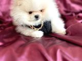 Ayı Sürat  Safkan Pomeranian Boo
