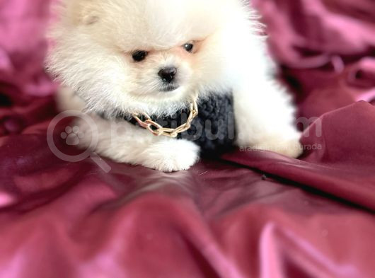 Ayı Sürat  Safkan Pomeranian Boo görsel