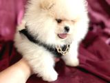 Ayı Sürat  Safkan Pomeranian Boo