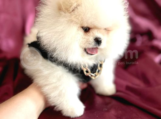 Ayı Sürat  Safkan Pomeranian Boo görsel