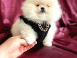 Ayı Sürat  Safkan Pomeranian Boo