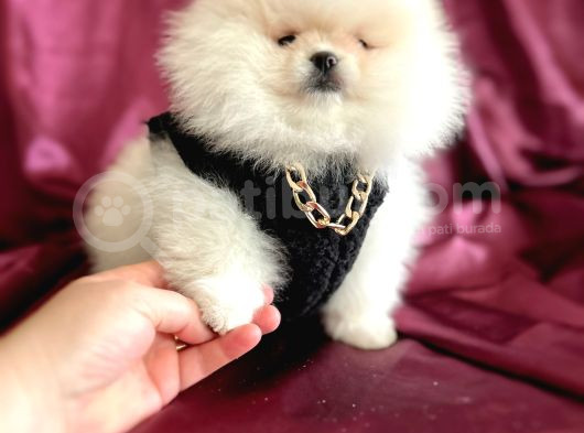 Ayı Sürat  Safkan Pomeranian Boo görsel