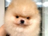 Baby Face Safkan Boo Dişi