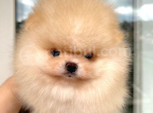 Baby Face Safkan Boo Dişi görsel