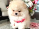 BABY FACE Safkan BOO dişi