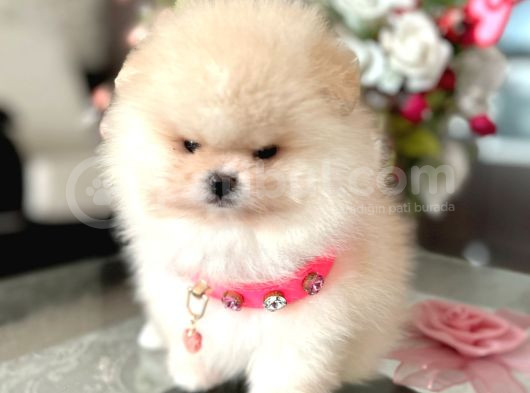 Baby Face Safkan Boo Dişi
