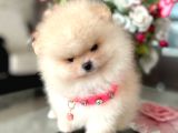 Baby Face Safkan Boo Dişi