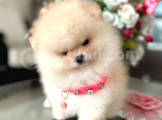 Baby Face Safkan Boo Dişi görsel