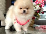 Baby Face Safkan Boo Dişi