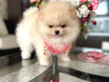 Baby Face Safkan Boo Dişi