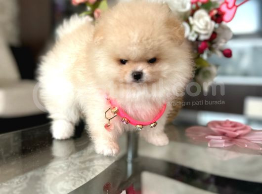 Baby Face Safkan Boo Dişi görsel