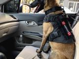 Emniyetten Safkan Malinoisler