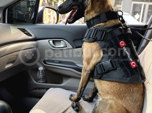 Emniyetten Safkan Malinoisler görsel