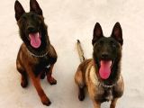 EMNIYETTEN SAFKAN MALINOISLER