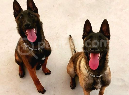 Emniyetten Safkan Malinoisler