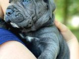 Safkan Şampiyon Babadan Cane Corso Yavrularim
