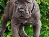 Safkan şampiyon babadan cane corso yavrularim
