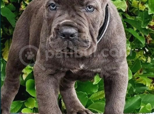Safkan Şampiyon Babadan Cane Corso Yavrularim