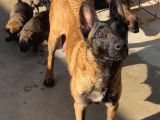 Emniyetten Safkan Malinoisler