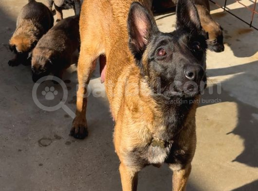Emniyetten Safkan Malinoisler görsel