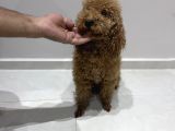 Yetişkin Dişi Toy Poodle
