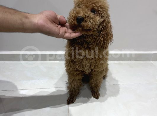 Yetişkin Dişi Toy Poodle görsel