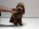 Yetişkin Dişi Toy Poodle
