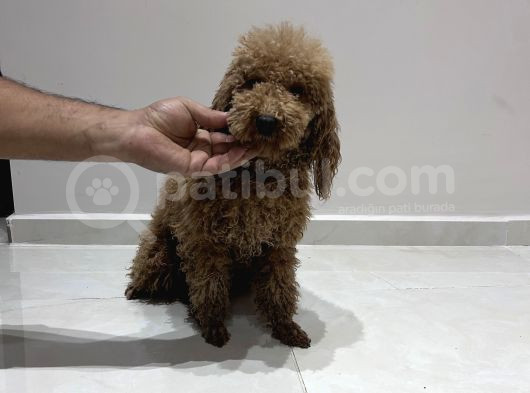 Yetişkin Dişi Toy Poodle görsel