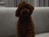 Yetişkin Dişi Toy Poodle