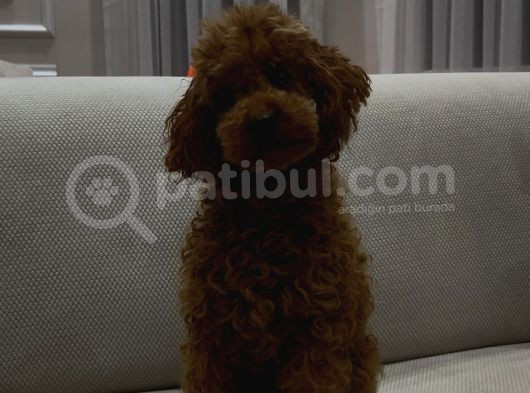 Yetişkin Dişi Toy Poodle