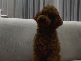 Yetişkin Dişi Toy Poodle