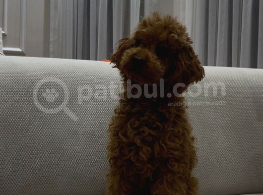 Yetişkin Dişi Toy Poodle görsel