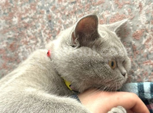 Yeni Yuvasını Arıyor görsel
