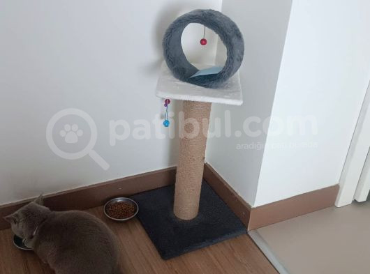 Yeni Yuvasını Arıyor
