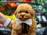 Tooy poodle cinsi kıpkırmızı Red mini Boy