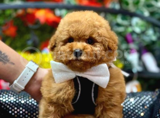 Tooy Poodle Cinsi Kıpkırmızı Red Mini Boy