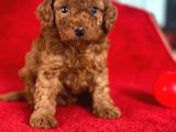 RED TOY POODLE