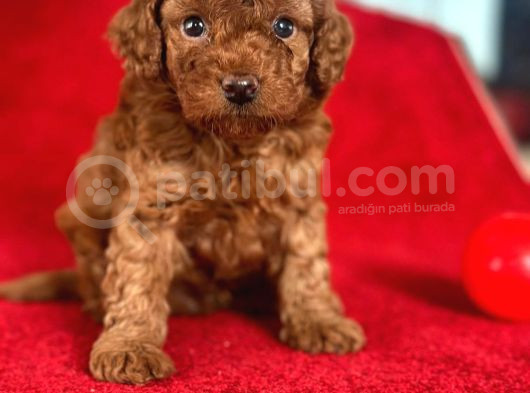 Red Toy Poodle