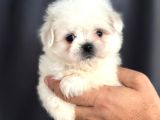 Tatli Maltese Yavrulari