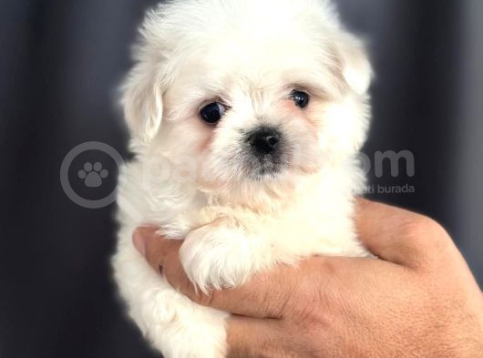 Tatli Maltese Yavrulari görsel