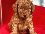 Red Toy Poodle