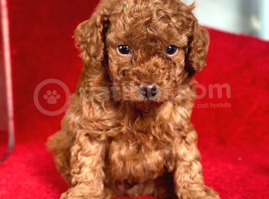 Red Toy Poodle görsel