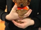 Aşili Toy Poodle